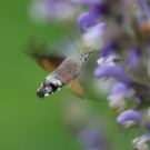 Taubenschwänzchen (Macroglossum stellatarum) am Muskatellersalbei
Hochgeladen am 24.06.2014 von Nahid