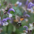 Taubenschwänzchen (Macroglossum stellatarum) am Muskatellersalbei 2
Hochgeladen am 24.06.2014 von Nahid