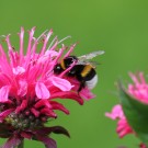 Erdhummel-Jungkönigin an Monarda Didyma 3
Hochgeladen am 08.07.2014 von Nahid