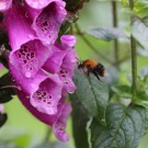 Ackerhummel an Digitalis purpurea
Hochgeladen am 08.07.2014 von Nahid