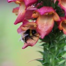 Erdhummeljungkönigin an Digitalis grandiflora
Hochgeladen am 10.07.2014 von Nahid