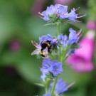 Erdhummeljungkönigin an Echium vulgare
Hochgeladen am 10.07.2014 von Nahid