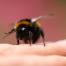 Erdhummel-Jungkönigin 1
Hochgeladen am 13.07.2014 von Nahid