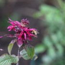 Ackerhummel an Monarda didyma "Donnerwolke"
Hochgeladen am 15.07.2014 von Nahid