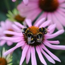 Erdhummeldrohnen auf Echinacea
Hochgeladen am 15.07.2014 von Nahid