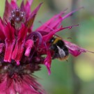 Wiesenhummeldrohn an Monarda didyma
Hochgeladen am 25.07.2014 von Nahid