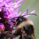 B. vestalis? Antennenglieder
Hochgeladen am 27.07.2014 von Nahid