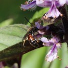 Unbekannte Wildbiene 2
Hochgeladen am 26.07.2014 von Nahid