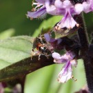 Unbekannte Wildbiene 3
Hochgeladen am 26.07.2014 von Nahid