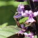 Unbekannte Wildbiene 4
Hochgeladen am 26.07.2014 von Nahid