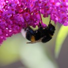 Erdhummelkönigin an Buddleia
Hochgeladen am 26.07.2014 von Nahid