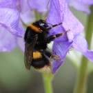 B. Terrestris Königin 7.11.15
Hochgeladen am 07.11.2015 von Nahid