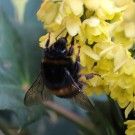 B. terrestris mit Pollenhöschen am 8.11.15
Hochgeladen am 08.11.2015 von Nahid