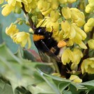 B. terrestris Königin an Mahonia media 