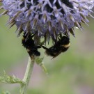 Unterm Echinops-Regendach
Hochgeladen am 25.07.2014 von Nahid