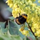 B. terrestris Königin an Mahonia media 