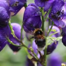 Gartenhummel an Aconitum napellus 3
Hochgeladen am 26.07.2014 von Nahid