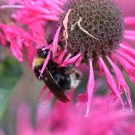 B. norvegicus Drohn an Monarda didyma
Hochgeladen am 26.07.2014 von Nahid