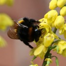 Pollensammelnde B. terrestris Königin am 1.12.15
Hochgeladen am 01.12.2015 von Nahid