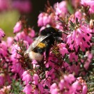 Die Erste!!! B. terrestris an Erica carnea2
Hochgeladen am 14.03.2016 von Nahid