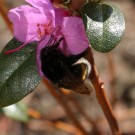 Die Erste!!! B. terrestris an Erica carnea
Hochgeladen am 14.03.2016 von Nahid