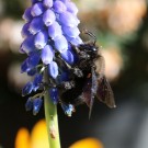 Xylocopa violacea Drohn2
Hochgeladen am 14.03.2016 von Nahid