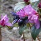 Xylocopa Weibchen und Drohn
Hochgeladen am 16.03.2016 von Nahid