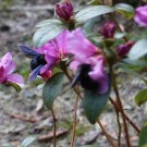 Xylocopa Weibchen und Drohn3
Hochgeladen am 16.03.2016 von Nahid