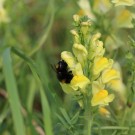 Erdhummelkönigin an Linaria vulgaris
Hochgeladen am 06.09.2014 von Nahid