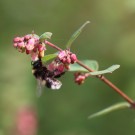 Erdhummeljungkönigin an Cotoneaster integerrimus
Hochgeladen am 06.09.2014 von Nahid