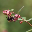 Späte HUmmelweide - Cotoneaster integerrimus
Hochgeladen am 06.09.2014 von Nahid