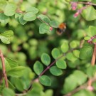Ackerhummel an Cotoneaster integerrimus
Hochgeladen am 06.09.2014 von Nahid