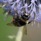 B. lapidarius oder B. ruderarius-Drohn???
Hochgeladen am 28.09.2014 von Nahid