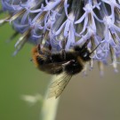 B. lapidarius oder B. ruderarius-Drohn ??? 2
Hochgeladen am 28.09.2014 von Nahid