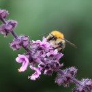 Helle Ackerhummel an Strauchbasilikum 2
Hochgeladen am 28.09.2014 von Nahid