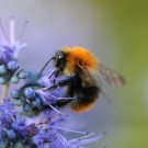 Dunkler Ackerhummeldrohn an Bartblume (Caryopteris)
Hochgeladen am 28.09.2014 von Nahid