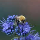 Heller Ackerhummeldrohn an Bartblume (Caryopteris)
Hochgeladen am 28.09.2014 von Nahid