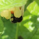 Die ersten Minis sind da! Baumhummel an Symphytum ibericum
Hochgeladen am 22.04.2016 von Nahid