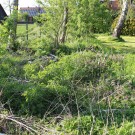 Nachbars "wildes Eck" 2
Hochgeladen am 07.05.2016 von Nahid