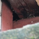 Neues Wildnest - Bewohner 1
Hochgeladen am 15.05.2016 von Nahid