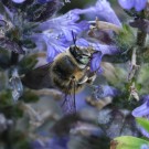 Anthophora quadrimaculata? 2
Hochgeladen am 22.05.2016 von Nahid