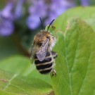 Anthophora bimaculata?
Hochgeladen am 22.05.2016 von Nahid