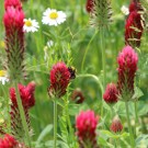 Gartenhummel an Inkarnatklee
Hochgeladen am 10.06.2016 von Nahid