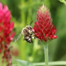 Melecta albifrons 1
Hochgeladen am 10.06.2016 von Nahid