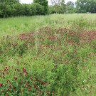 Rapsfeld mit Untersaat Inkarnatklee
Hochgeladen am 10.06.2016 von Nahid