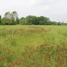 Rapsfeld mit Untersaat Inkarnatklee 2
Hochgeladen am 10.06.2016 von Nahid