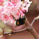 Erste Hummel 2015
Hochgeladen am 09.03.2015 von Nahid