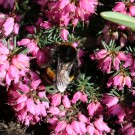 Erdhummelqueen beim Mittagsschlaf
Hochgeladen am 15.03.2015 von Nahid