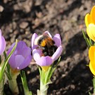 Erdhummelkönigin an Krokus
Hochgeladen am 15.03.2015 von Nahid