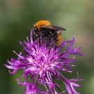 
ackeraufskabiosenflockenblume
Hochgeladen am 26.08.2018 von Petra